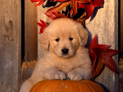 cute golden retriever puppy wallpapers. golden retriever puppies