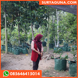 Planter Bag dari Suryaguna 085646415014