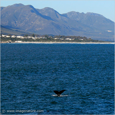 Whale tail