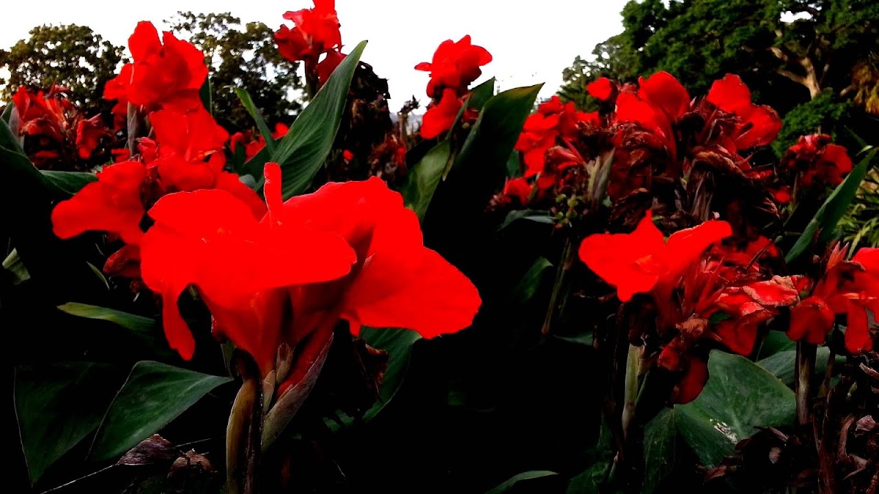 Canna (plant) - Cana Flowers