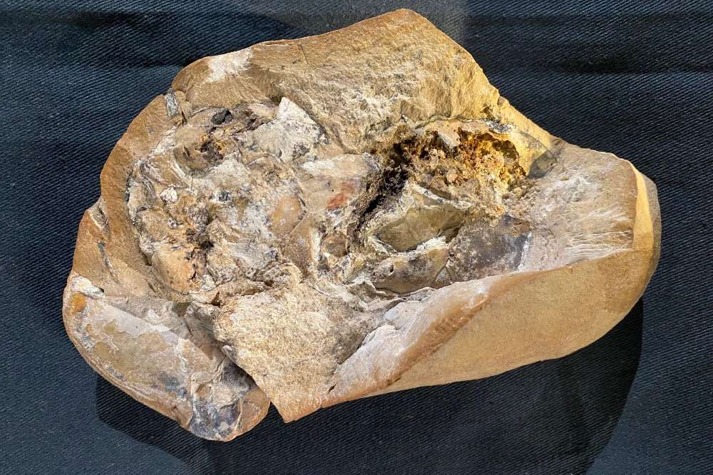 El corazón más antiguo al descubierto, el fósil del corazón de un pez de 380 millones de años