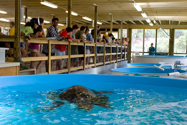 The Georgia Sea Turtle Center in Jekyll Island