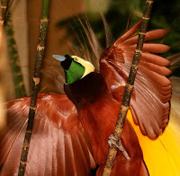 New Guinea Birds Of Paradise