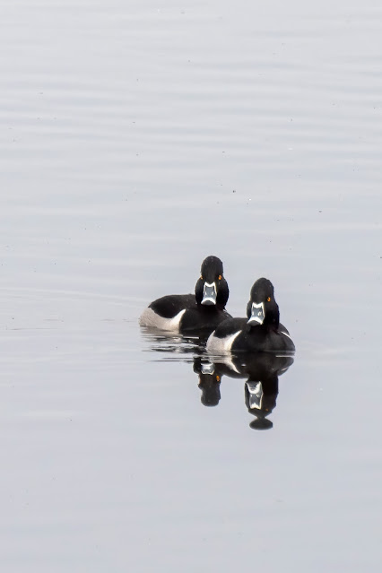 Ring-necked Ducks at Sacramento National Wildlife Refuge