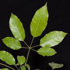 Lapacho negro (Handroanthus heptaphyllus)