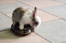 bunny riding tortoise, funny animal pictures of the week