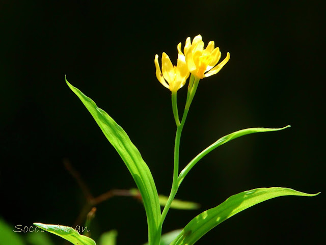 Cephalanthera falcata