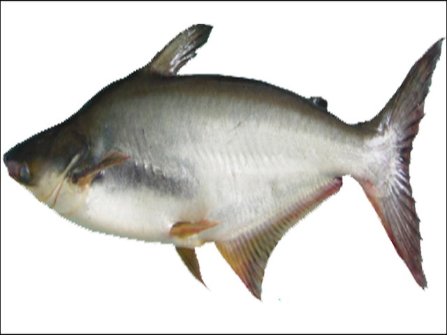 Kumpulan Gambar Ikan Patin  Hias dan Konsumsi Terbesar 