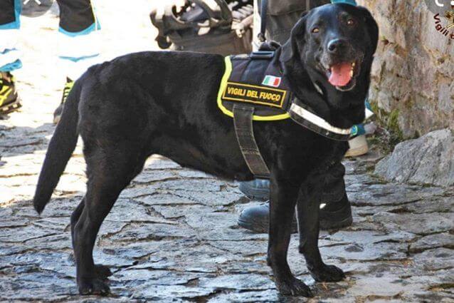 sasha the firefighter dog of the avellino family