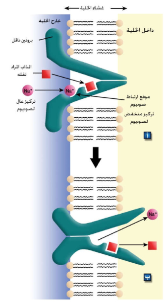 الشكل 3: النقل النشط الثانوي المعتمد على صوديوم: أ) پرتبط كل من المذاب وصوديوم إلى النافل من السائل خارج الخلية ليقوم الناقل بحمايتهما للمرور عبر الهون المفسفرة اللقاء، ب) يتحرر كل من المذاب وصوديوم باتجاه السيتوبلازم