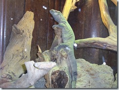 2011.11.14-019 varan des steppes