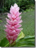 pink-ginger