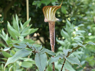 Arisème de l'Himalaya - Arisaema consanguineum