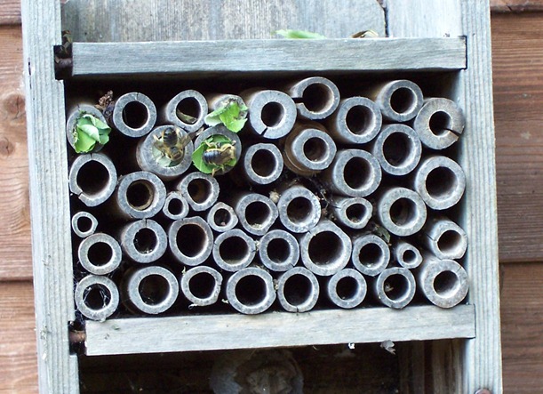 Leaf cutter bees - June 2010