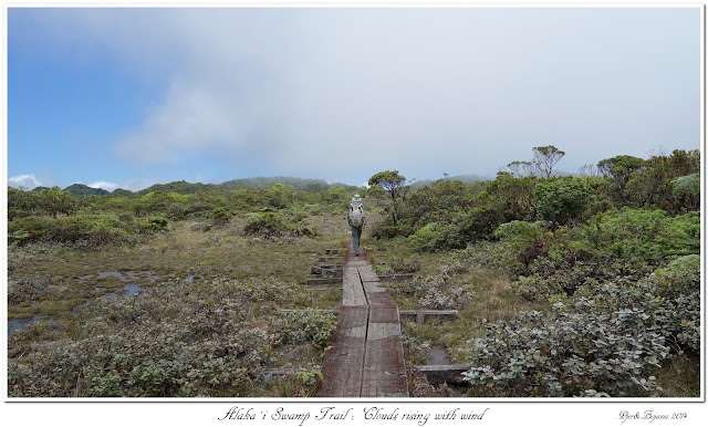 Alaka’i  Swamp Trail: Clouds rising with wind