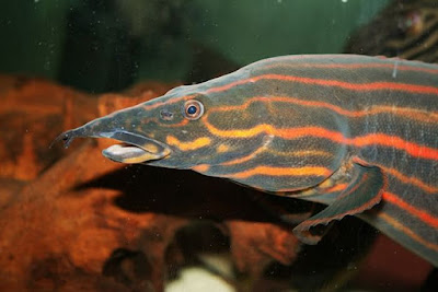 Makanan Ikan Sili