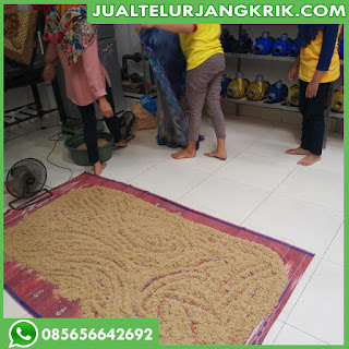 Jual Bibit jangkrik Murah Dan Berkualitas