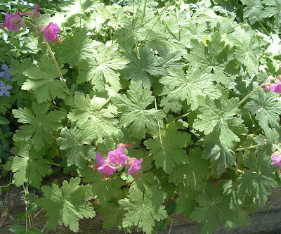 [Photo: Geranium macrorrhizum foliage and flowers.]