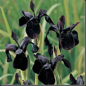 black_iris