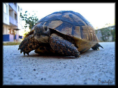 Awesomely Beautiful Animal Portrait Seen On  www.coolpicturegallery.net