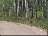 bambi best