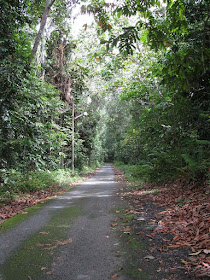 The road leading immediatedly to the foot of the rainforest flanked on both sides by secondary jungle the left over after all the valuable forest trees were logged