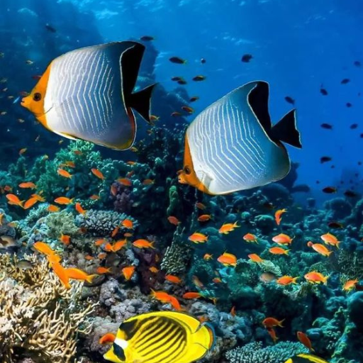 Fish Underwater Wallpaper