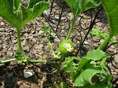 Living Design August Garden Progress