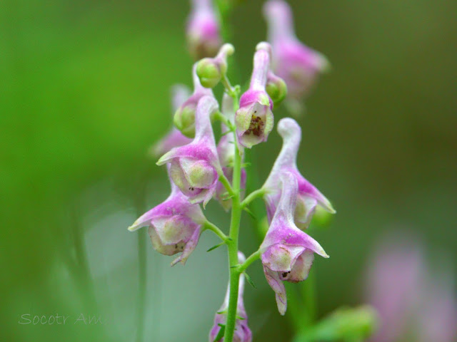 Aconitum fudjisanense