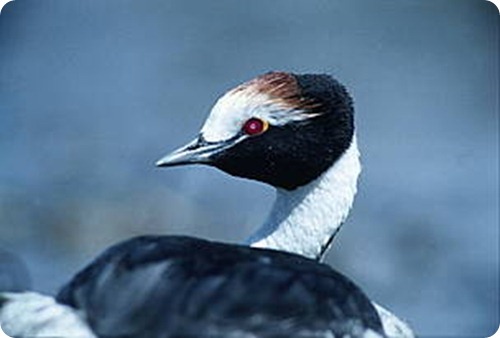 maca_tobiano_primer_plano