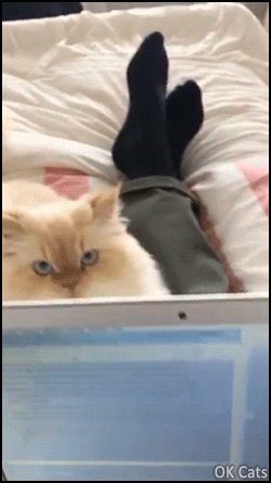 Funny Cat GIF • Proof No. 39 that working from home with cats is an impurrssible mission! [ok-cats.com]