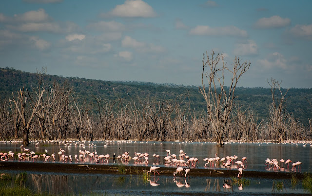 Flamingos; Lake Nakuru NP, Kenya