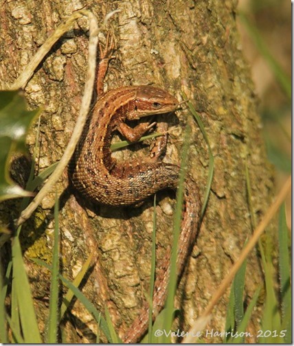 Lizard