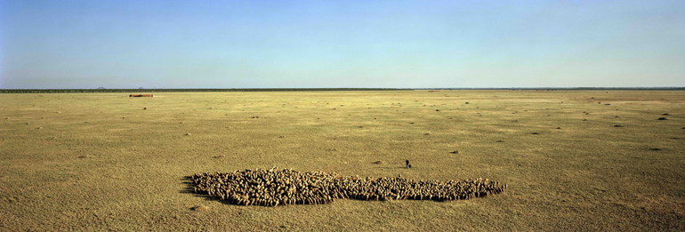 Photo panoramique d'un troupeau de brebis en Camargue