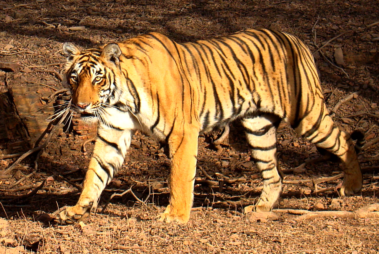 Gambar Harimau  Lengkap Kumpulan Gambar Lengkap