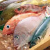 Comer peixe pode aumentar expectativa de vida