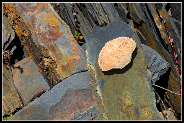 Nova Scotia; Gaff Point; Crab