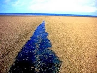 hamparan pasir tengah laut