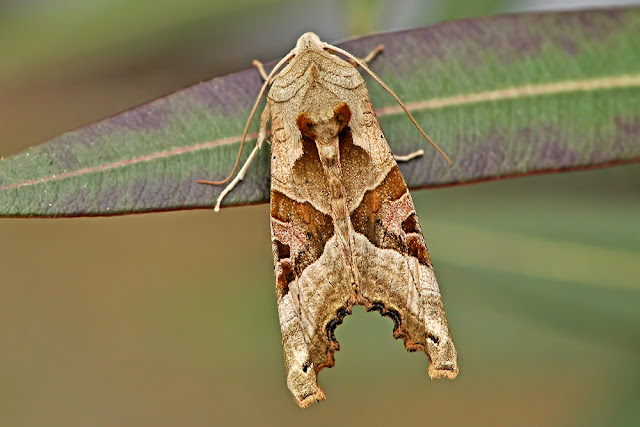 Phlogophora meticulosa the Angle Shades moth