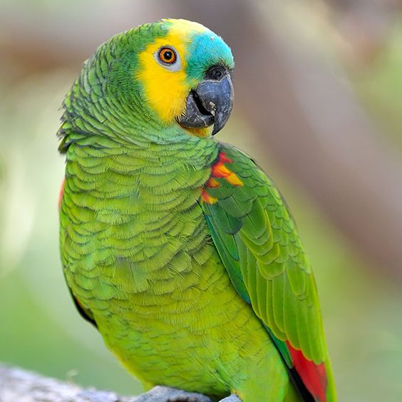 Amazon Parrot