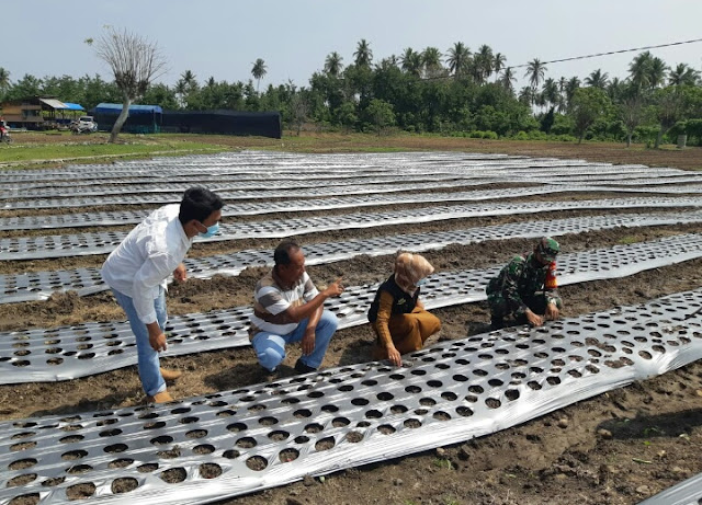 Babinsa bersama masyarakat Melaksanakan penanaman bawang merah