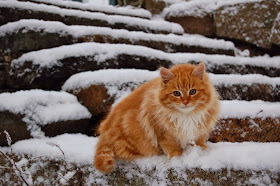 Funny cats - part 89 (40 pics + 10 gifs), cat in the snow