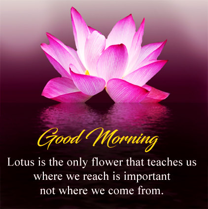 Good Morning Flowers Images Download free for Lover