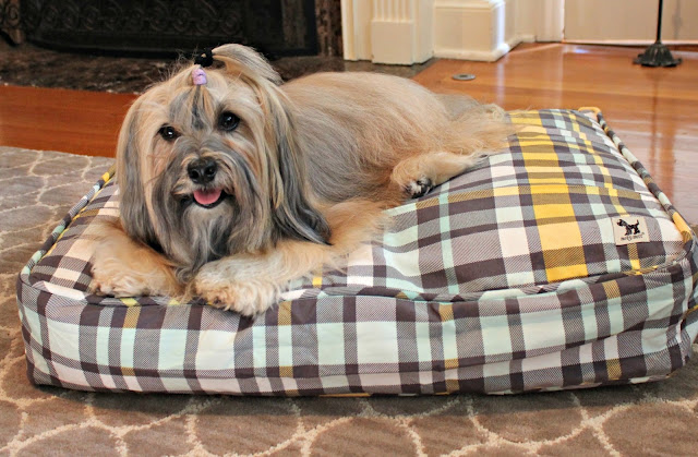 Molly Mutt dog bed duvet cover Rocco Havanese