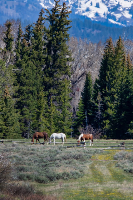 Moosehead Ranch Horses viewed from Cunningham Cabin Grand Tetons National Park