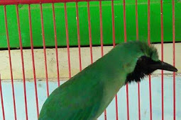 Burung fitur dan foto-foto mereka Cucak Ijo Banyuwangi