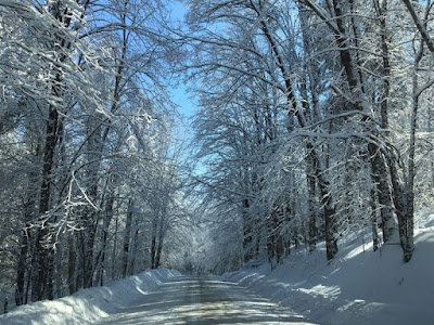 Snow covered road with tall branching trees and snowbanks along the way.