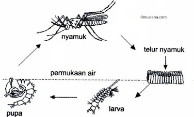  Daur  Hidup  pada Nyamuk  Ilmusiana