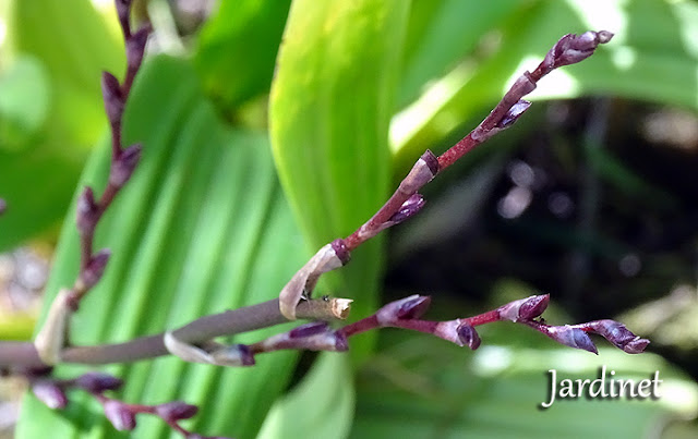 Orquídea Oncidium Sharry Baby - Pendão Floral