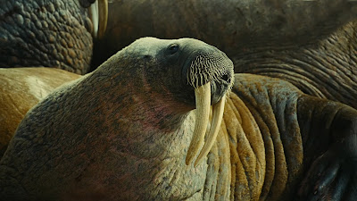 Walrus